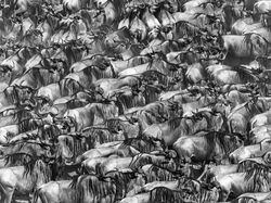 Karya Memukau Jawara Kontes Foto Alam