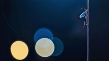 Karya Gerald Dr. Haas. Foto: The GDT Nature Photographer of the Year