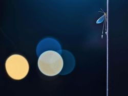 Karya Memukau Jawara Kontes Foto Alam