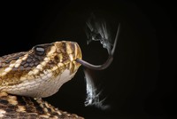 The GDT Nature Photographer of the Year 2024