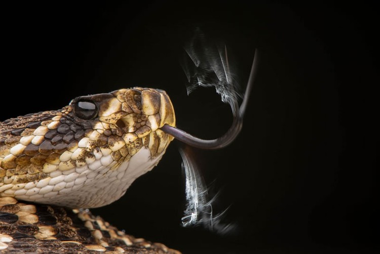 The GDT Nature Photographer of the Year 2024