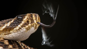 Karya Kai Kolodziej. Foto: The GDT Nature Photographer of the Year