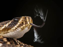 Karya Memukau Jawara Kontes Foto Alam