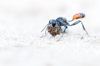 The GDT Nature Photographer of the Year 2024