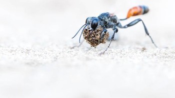 Karya Thomas Kirchen. Foto: The GDT Nature Photographer of the Year