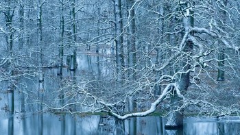 Pemenang Utama: Banjir musim dingin di hutan tepi sungai oleh Dieter Damschen. Foto: The GDT Nature Photographer of the Year