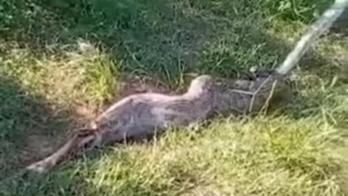 Seekor ular piton memangsa anak sapi milik warga di Desa Sumberkelampok, Kecamatan Gerokgak, Kabupaten Buleleng, Bali, Selasa (14/5/2024).