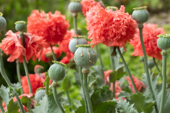 Wanita Ini Dipenjara Gegara Tanam Bunga Poppy untuk Bumbu Hot Pot
