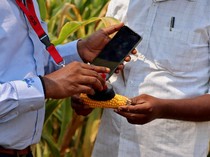 Canggih! Petani India Pakai Data Satelit untuk Genjot Hasil Panen