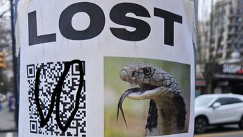 Ada yang siap membantu mencari King Kobra ini? Foto: Boredpanda