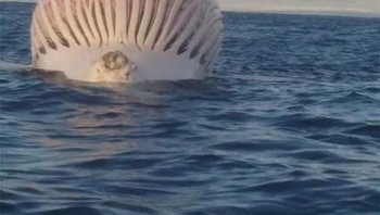 Paus Mati Di Ambang Ledakan Foto: Boredpanda