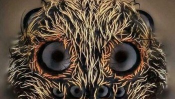 Foto Close-Up Ekstrim Laba-laba Serigala yang dibuat fotografer John-Oliver Dum tampak begitu menyeramkan. Foto: Boredpanda