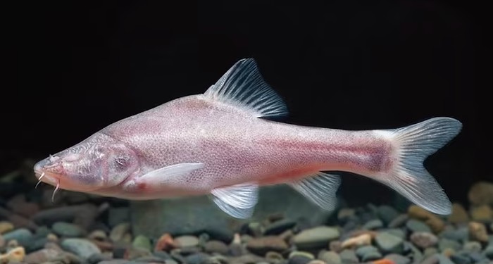 Ikan pink buta Sinocyclocheilus guiyang
