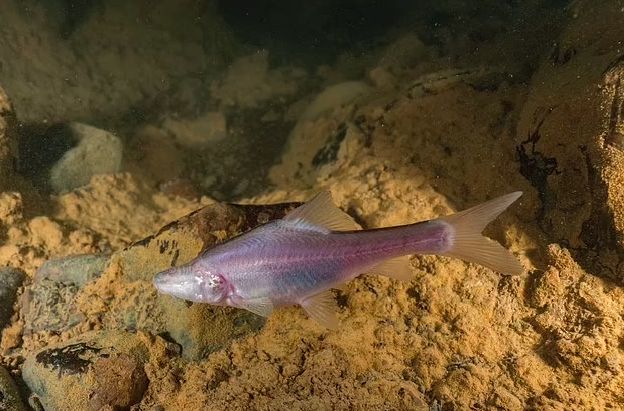 Ikan pink buta Sinocyclocheilus guiyang