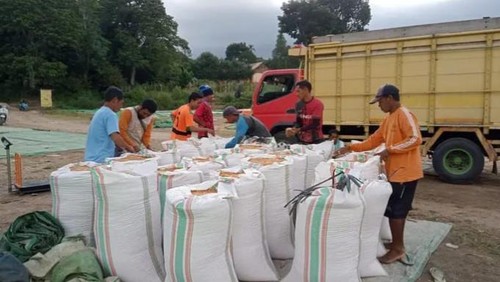 Jagung hasil produksi petani di Bima.