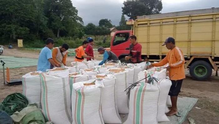 Jagung hasil produksi petani di Bima.
