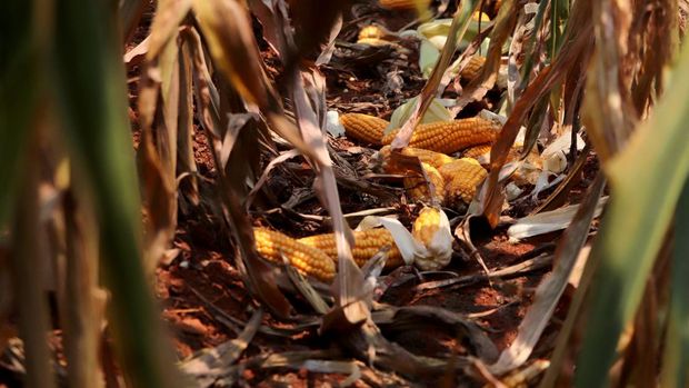 Karyawan Syngenta memeriksa jagung dengan alat pengukur kelembapan untuk memeriksa apakah tanaman siap dipanen, di ladang jagung di distrik Krishna di negara bagian selatan Andhra Pradesh, India, 1 April 2024. (REUTERS/Almaas Masood)