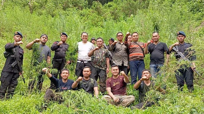 Ladang ganja seluas 5 hektare yang ditemukan di Madina. (Dok BRIN)