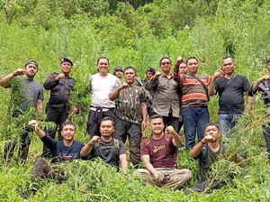 Lahan Ganja 5 Hektare di Madina Dideteksi dari Teknologi Milik BRIN