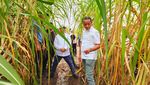 Menteri Bahlil Tinjau Kebun Tebu di Merauke, Targetkan Swasembada Gula