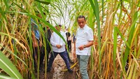 Perkebunan ini akan menjadi salah satu bentuk percepatan swasembada gula dan bioetanol di Indonesia. Setidaknya akan ada pengembangan perkebunan tebu terintegrasi dengan industri gula dan bioetanol seluas 2 juta hektare (ha) di Kabupaten Merauke.