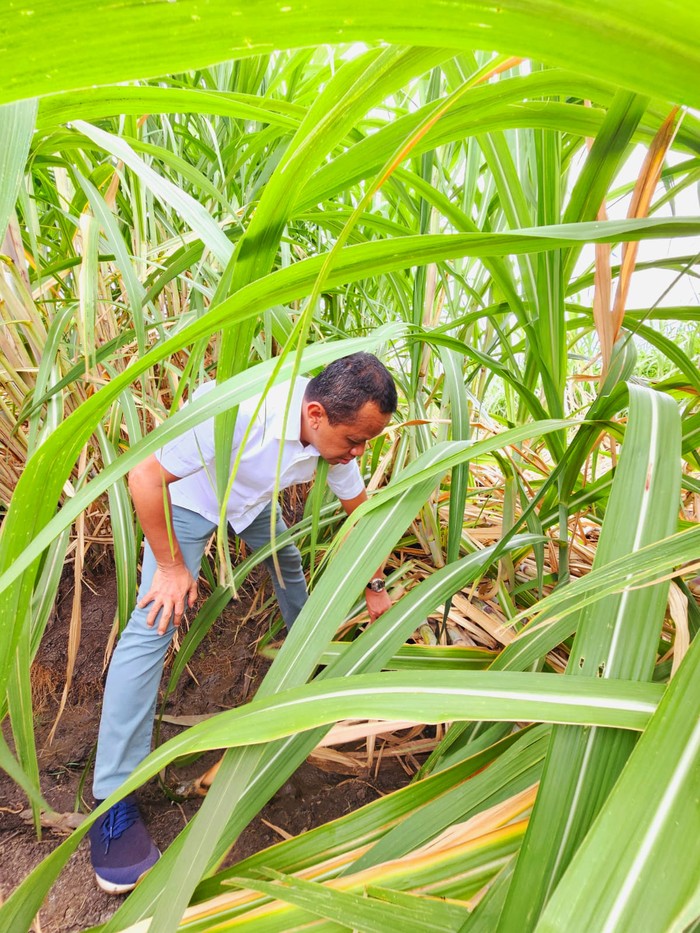 Menteri Investasi/Kepala BKPM Bahlil Lahadalia meninjau kebun tebu di Merauke, Papua Selatan, Jumat (17/5/2024). Perkebunan ini bakal menjadi salah satu bentuk percepatan swasembada gula dan bioetanol di Indonesia.