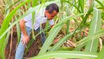 Menteri Bahlil Tinjau Kebun Tebu di Merauke, Targetkan Swasembada Gula