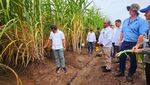Menteri Bahlil Tinjau Kebun Tebu di Merauke, Targetkan Swasembada Gula