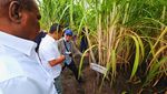 Menteri Bahlil Tinjau Kebun Tebu di Merauke, Targetkan Swasembada Gula
