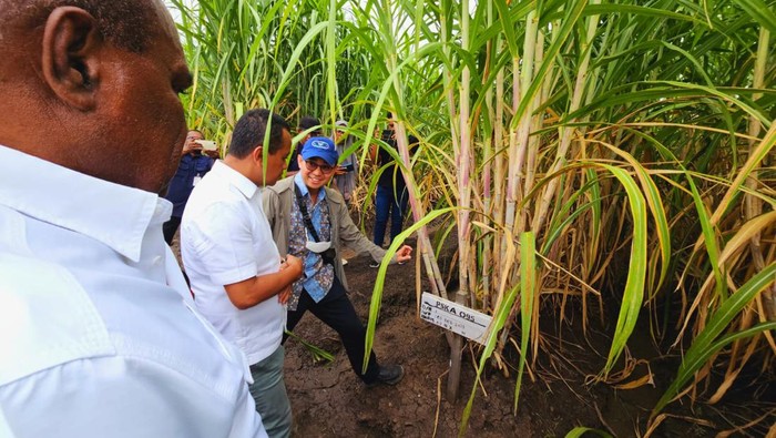 Menteri Investasi/Kepala BKPM Bahlil Lahadalia meninjau kebun tebu di Merauke, Papua Selatan, Jumat (17/5/2024). Perkebunan ini bakal menjadi salah satu bentuk percepatan swasembada gula dan bioetanol di Indonesia.