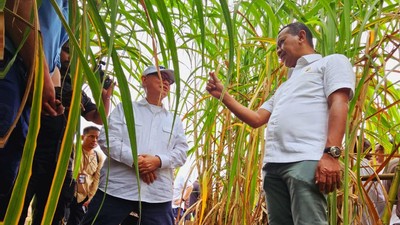 Menteri Bahlil Tinjau Kebun Tebu di Merauke, Targetkan Swasembada Gula
