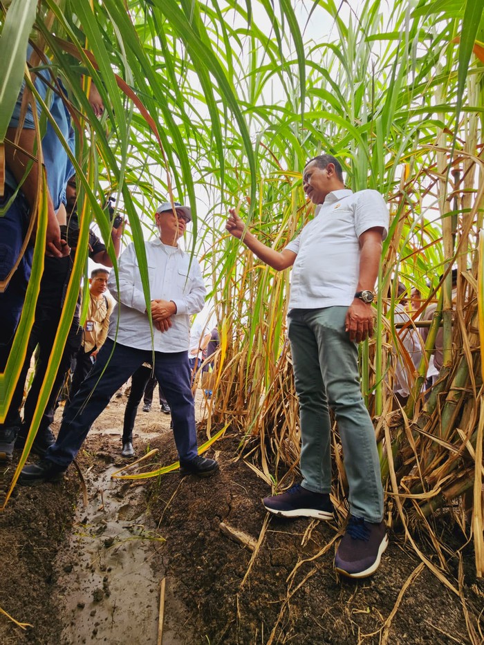 Menteri Investasi/Kepala BKPM Bahlil Lahadalia meninjau kebun tebu di Merauke, Papua Selatan, Jumat (17/5/2024). Perkebunan ini bakal menjadi salah satu bentuk percepatan swasembada gula dan bioetanol di Indonesia.
