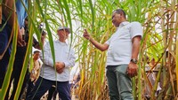 Menteri Investasi/Kepala BKPM Bahlil Lahadalia melakukan peninjauan perkebunan tebu di Merauke, Papua Selatan, Jumat (17/5/2024).