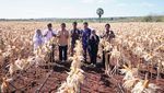 Musim Panen Raya Jagung Sudah Tiba