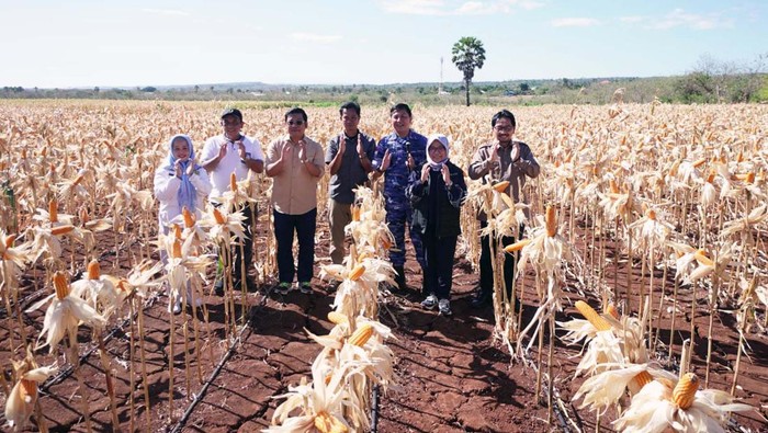 Para petani panen jagung di Bima dan Dompu, Nusa Tenggara Barat (NTB). Para pelaku usaha serta stakeholder jagung diminta menyerap secara optimal hasil panen petani.