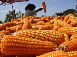 Bulog Targetkan Serap 9.000 Ton Jagung Petani Bima-Dompu, Rp 5.500 per Kg