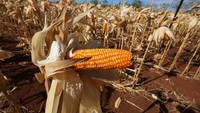 Per 14 Mei 2024, total secara keseluruhan jagung dalam negeri yang diserap Bulog telah menyentuh 16 ribu ton. Itu terdiri dari serapan pada infrastruktur pascapanen di Gudang Corn Drying Center (CDC) Dompu Nusa Tenggara Barat (NTB) dengan total serap 5 ribu ton dan CDC Bolaang Mongondow Sulawesi Utara di angka 5,7 ribu ton. Di samping itu, terdapat pula penyerapan di luar CDC yang totalnya telah mencapai 5,4 ribu ton. Secara terperinci, penyerapan tertinggi di luar CDC ada di Kantor Wilayah (Kanwil) Bulog NTB dengan capaian 4,9 ribu ton. Lalu Kanwil Sulawesi Utara dan Gorontalo 150 ton dilanjutkan Kanwil Bulog Sulawesi Selatan dan Sulawesi Barat tercatat telah menyerap 110,57 ton. Kanwil Sulawesi Tenggara di angka 101,2 ton, Kanwil Jawa Tengah 100 ton, dan Kanwil Jawa Timur 9,95 ton.  