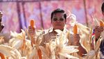 Musim Panen Raya Jagung Sudah Tiba