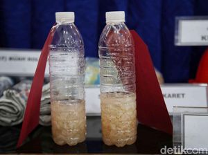 KKP Ungkap Penyelundupan Benih Lobster Marak pada Mei-Juni, Ini Penyebabnya