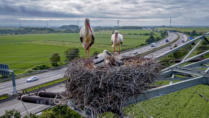 A stork family nests on a power pole above a highway in the outskirts of Frankfurt, Germany, Thursday, May 16, 2024. (AP Photo/Michael Probst)
