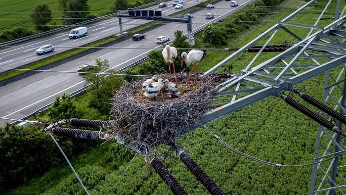 A stork family nests on a power pole above a highway in the outskirts of Frankfurt, Germany, Thursday, May 16, 2024. (AP Photo/Michael Probst)