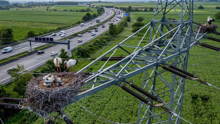 A stork family nests on a power pole above a highway in the outskirts of Frankfurt, Germany, Thursday, May 16, 2024. (AP Photo/Michael Probst)