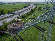 Potret Keluarga Burung Bangau Bersarang di Atas Tiang Listrik di Jerman