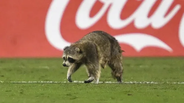 Rakun di MLS