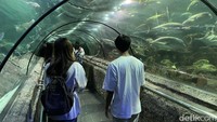 Sea World Ancol, Eksplorasi Dunia Bawah Laut di Jakarta