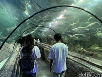 Sea World Ancol, Eksplorasi Dunia Bawah Laut di Jakarta