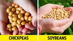 Serupa Tapi Tak Sama, 10 Makanan Kembar Ini Sering Dikira Makanan yang Sama