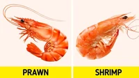 Sulit untuk membedakan prawn dan shrimp, padahal prawn ditemukan di air tawar sementara shrimp adanya di laut. Foto: Pool/Site