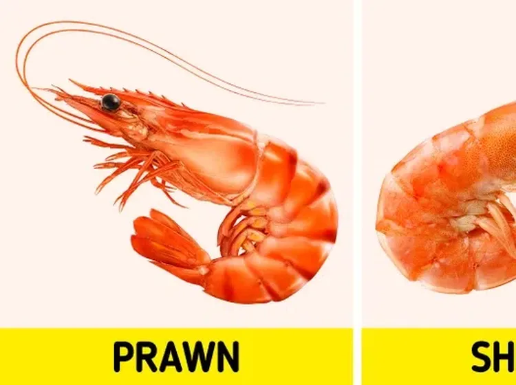 Serupa Tapi Tak Sama, 10 Makanan Kembar Ini Sering Dikira Makanan yang Sama