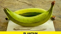 Apa bedanya plantain dan pisang? Plantain digunakan untuk olahan makanan dari pisang. Meski bentuknya sama. Foto: Pool/Site